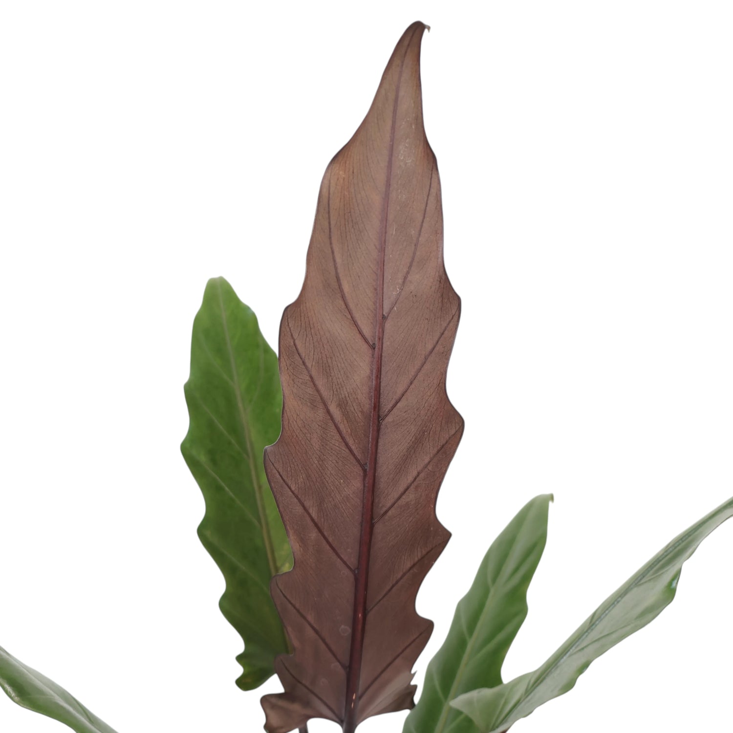 Alocasia Lauterbachiana Purple Sword 125mm