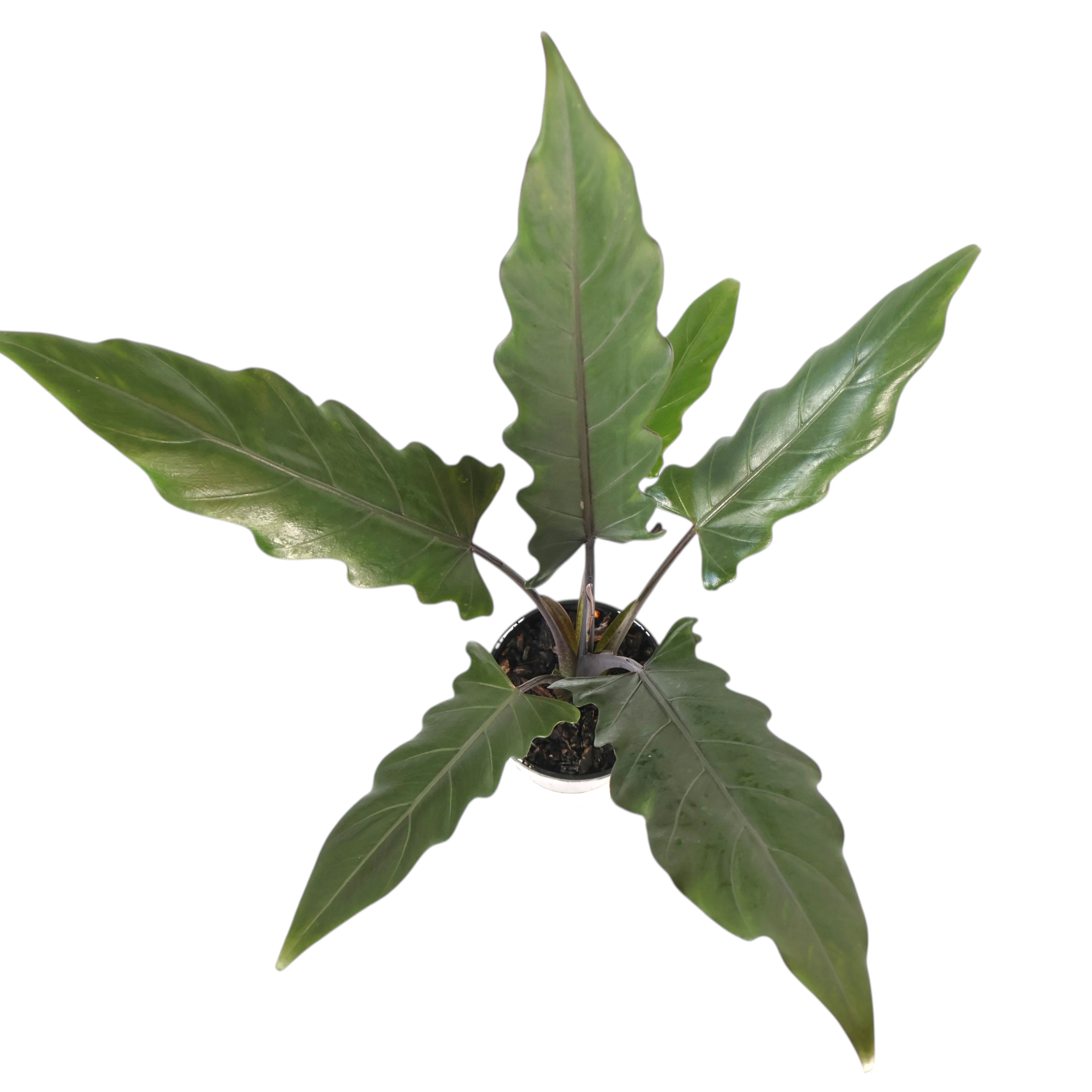 Alocasia Lauterbachiana Purple Sword 125mm