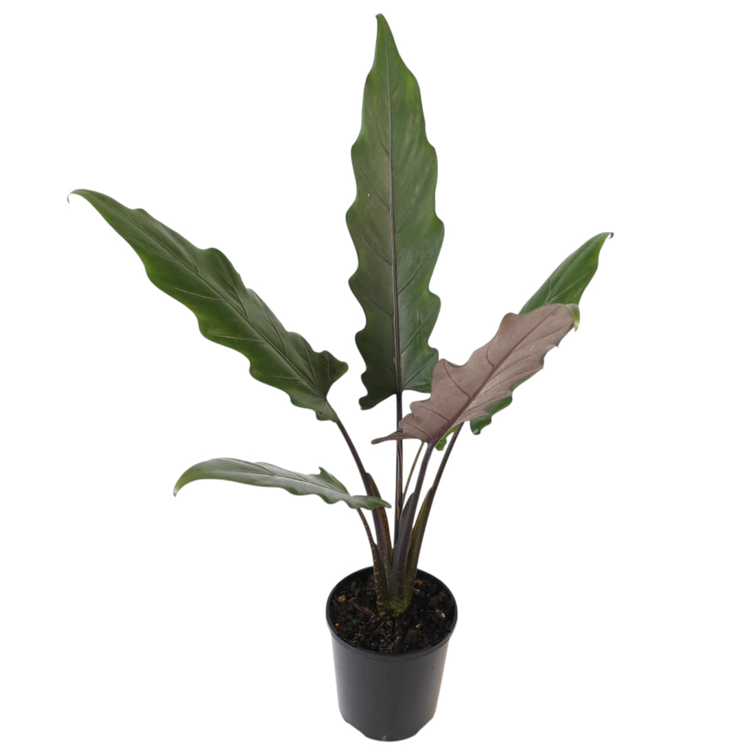 Alocasia Lauterbachiana Purple Sword 125mm