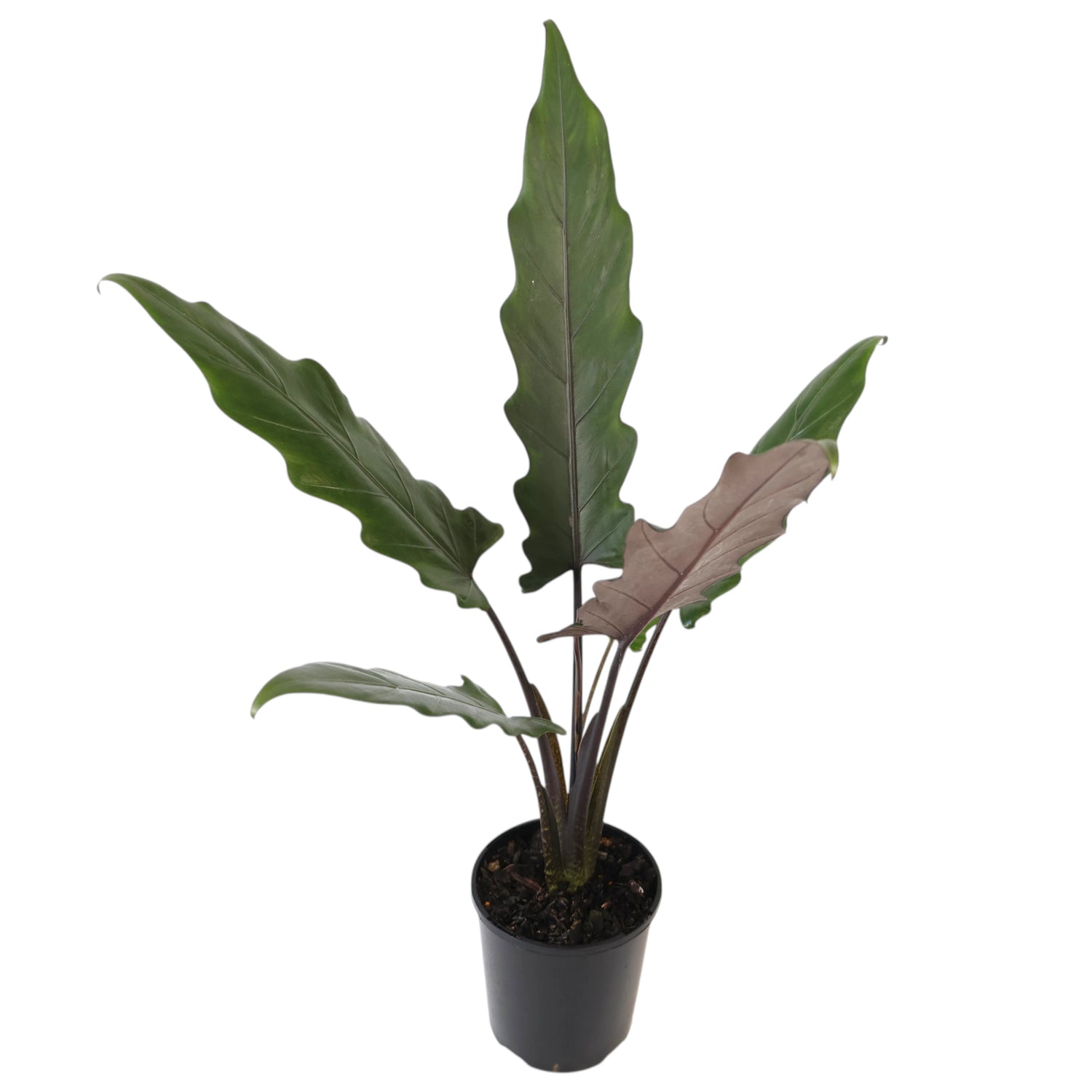 Alocasia Lauterbachiana Purple Sword 125mm