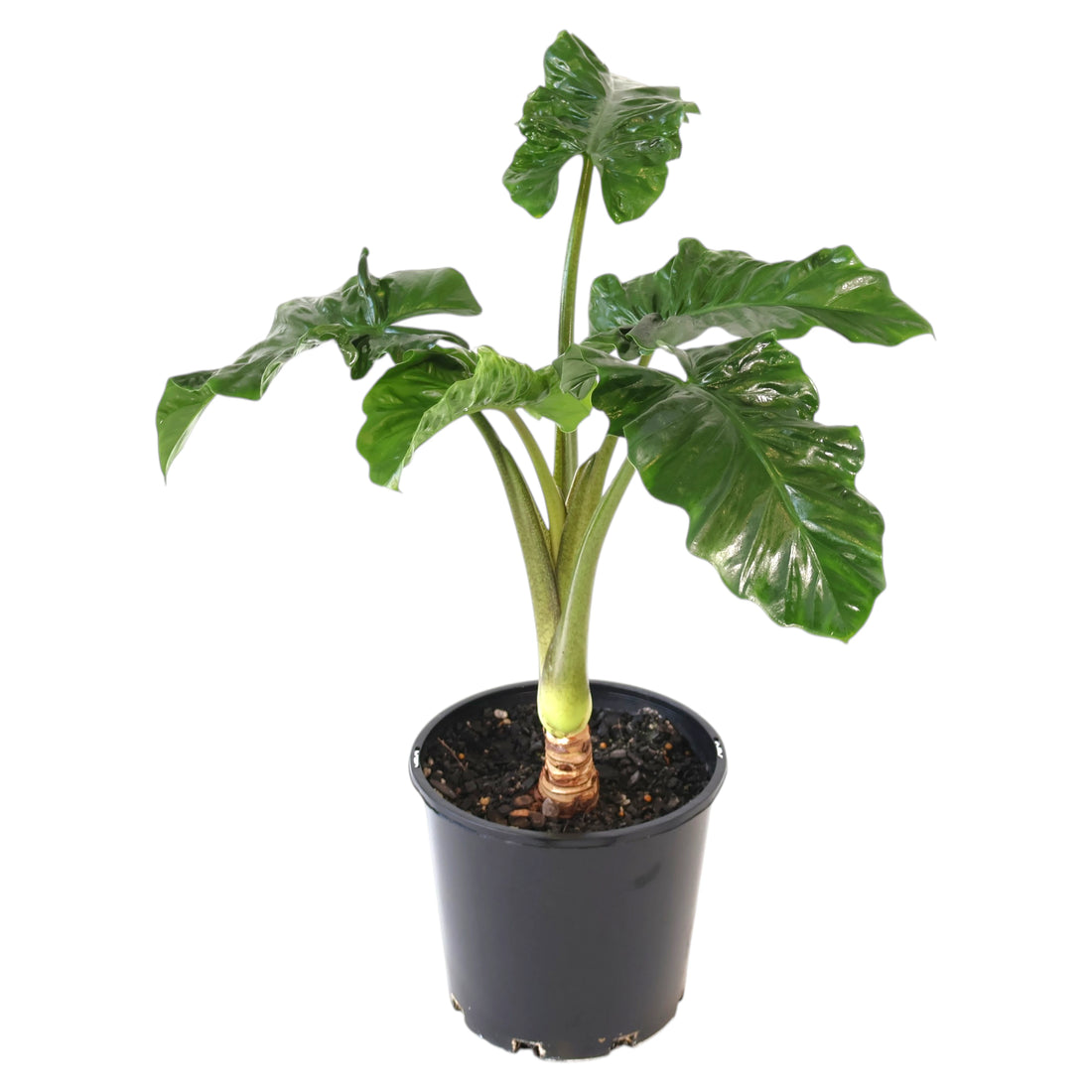 Alocasia Low Rider 200mm