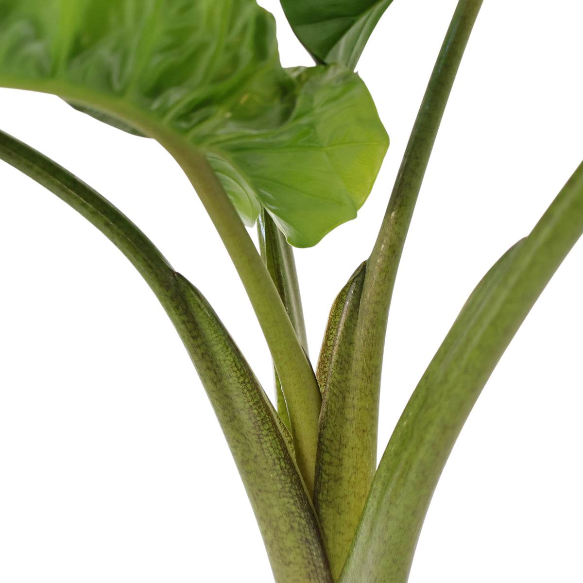 Alocasia Low Rider 200mm