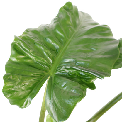 Alocasia Low Rider 200mm
