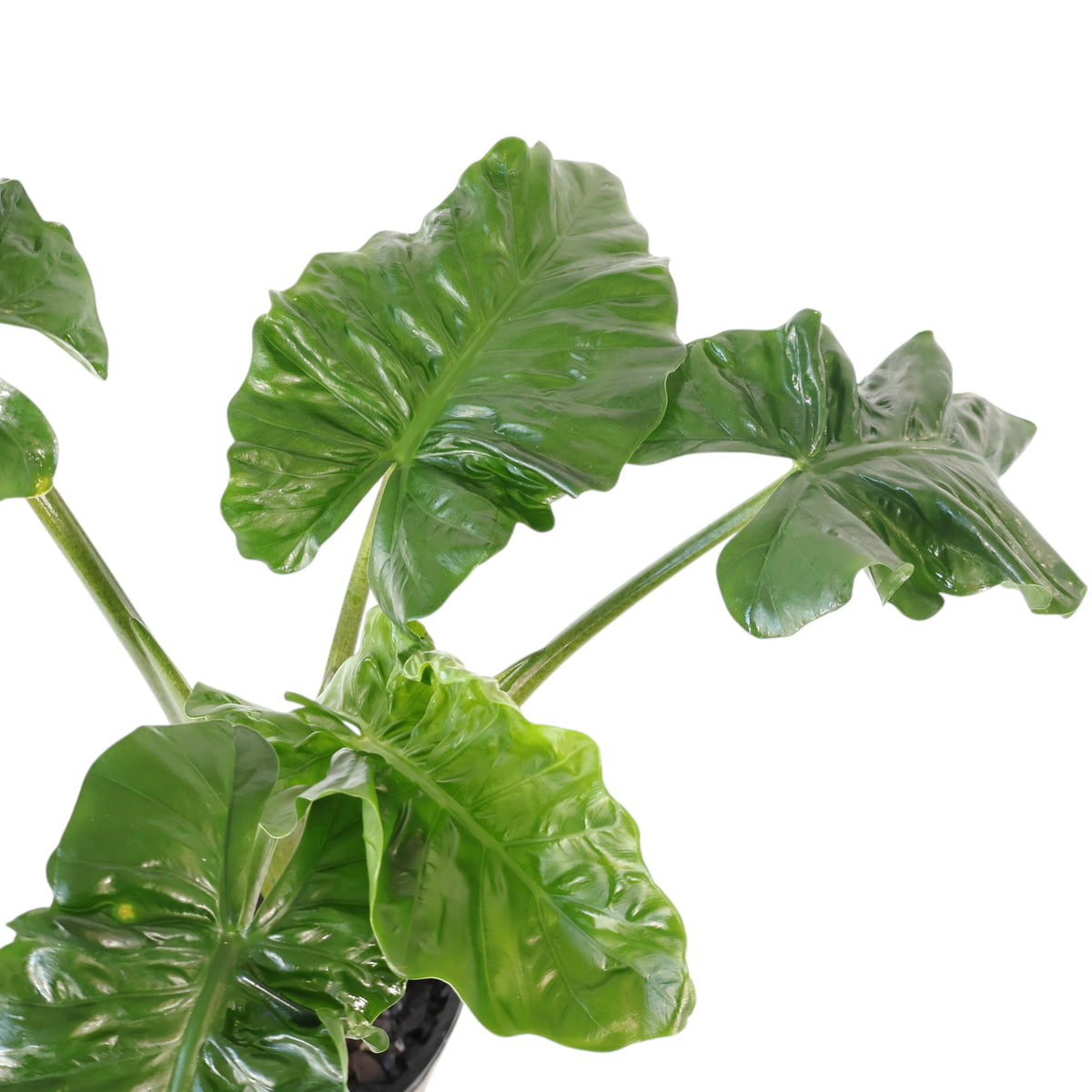 Alocasia Low Rider 200mm