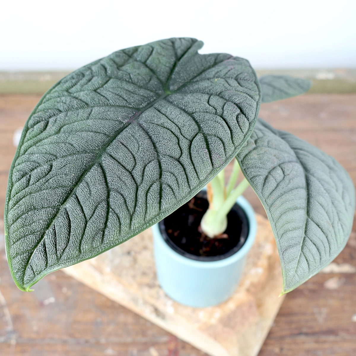 Alocasia Melo 90mm