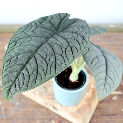 Alocasia Melo 90mm