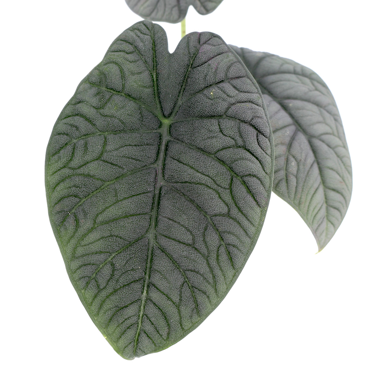 Alocasia Melo 90mm