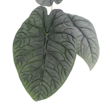 Alocasia Melo 90mm