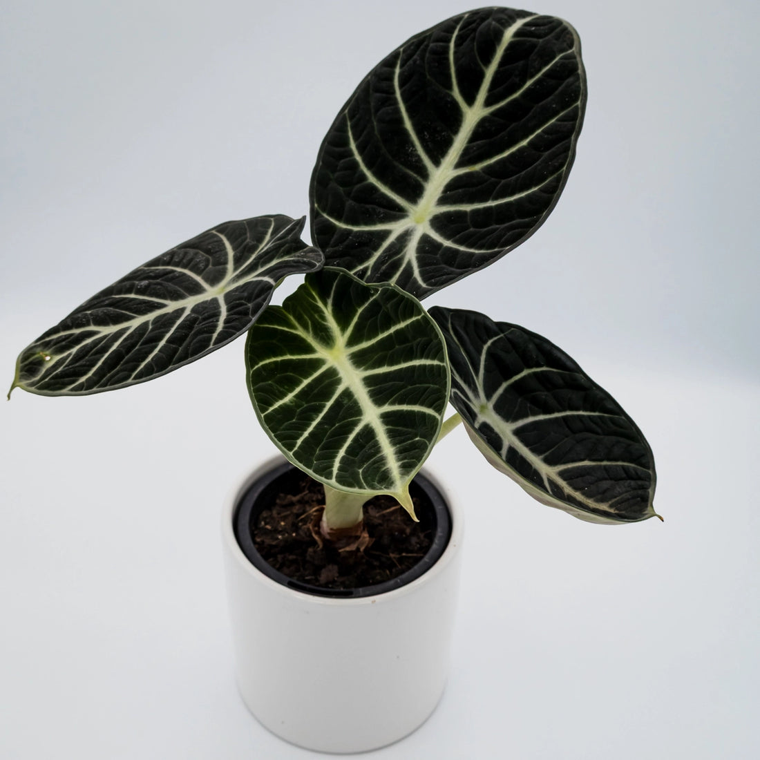 Alocasia Ninja 90mm