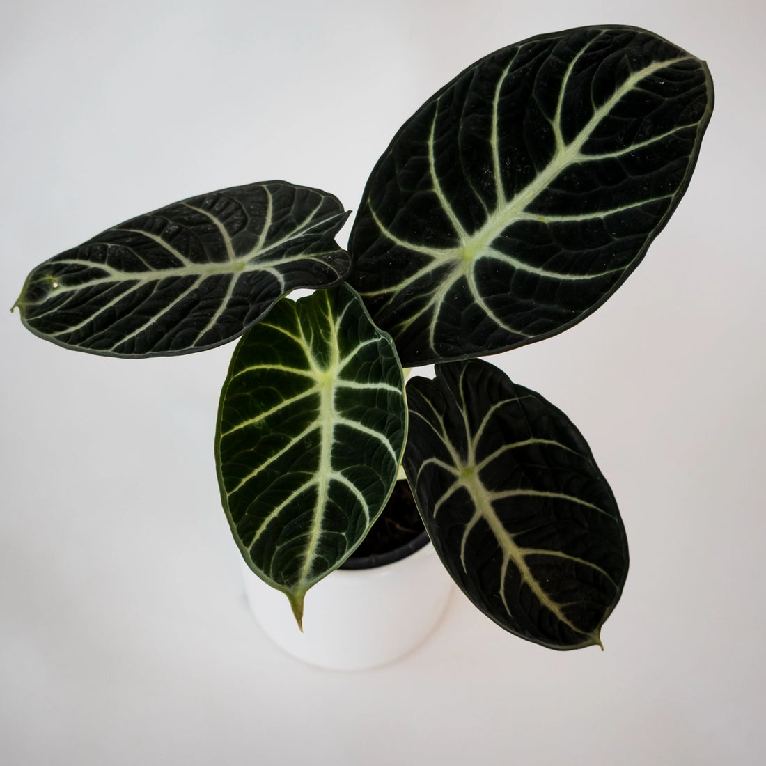 Alocasia Ninja 90mm