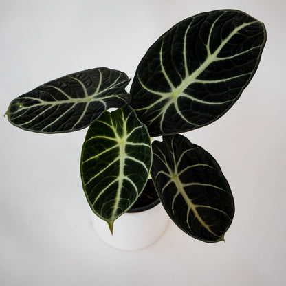 Alocasia Ninja 90mm