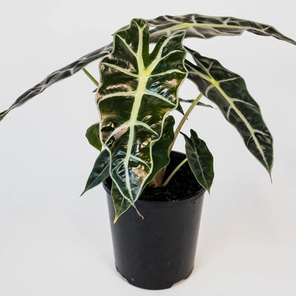 Alocasia Sanderiana Polly 125mm
