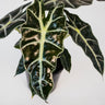 Alocasia Sanderiana Polly 125mm