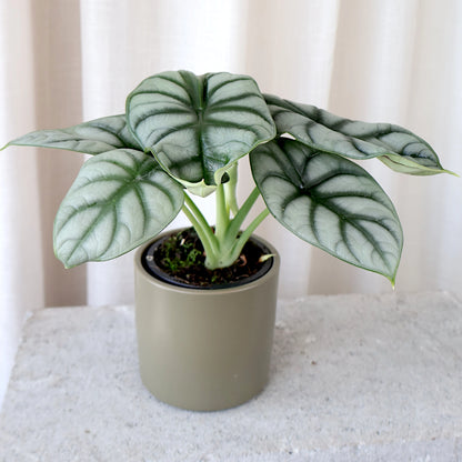 Alocasia Silver Dragon 90mm