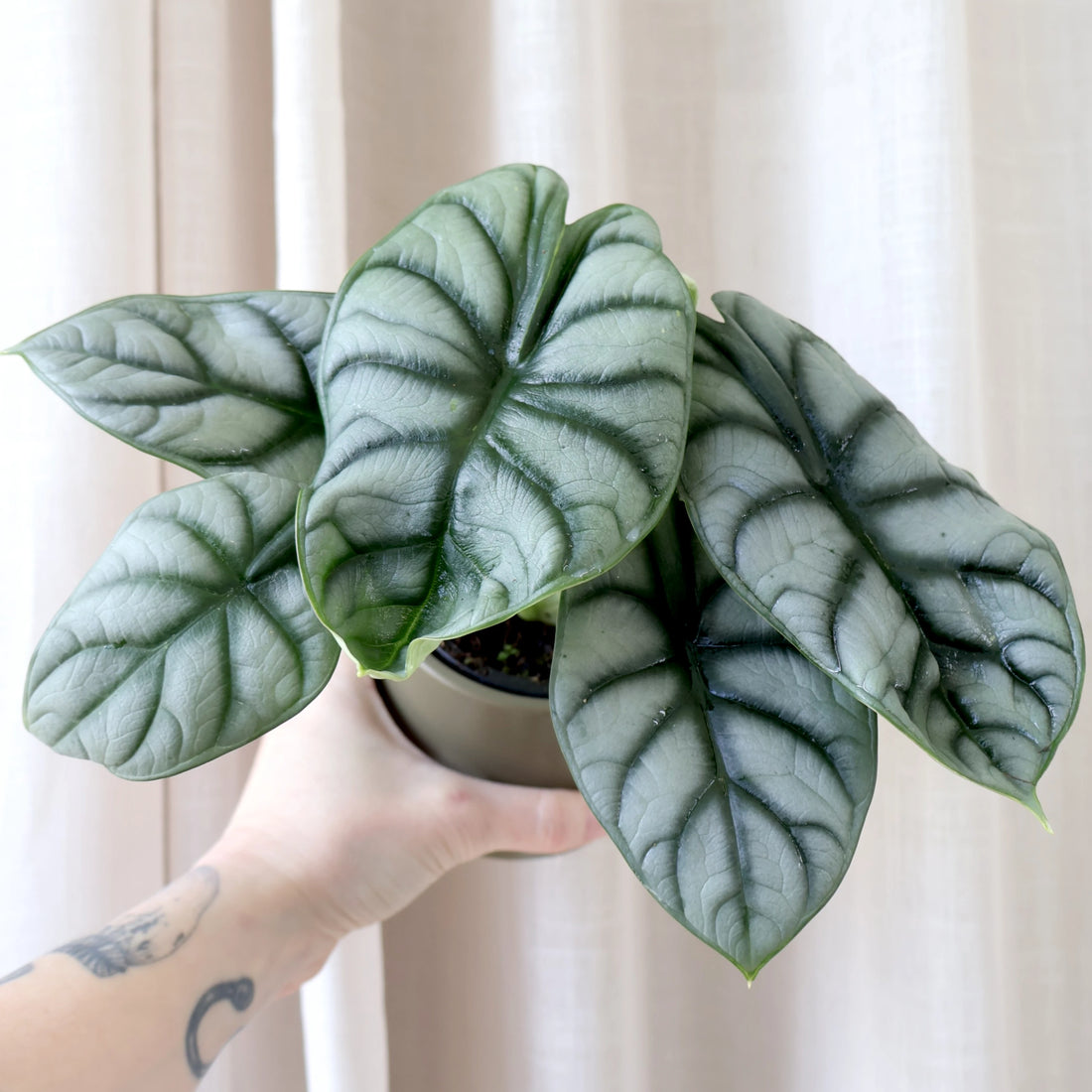 Alocasia Silver Dragon 90mm