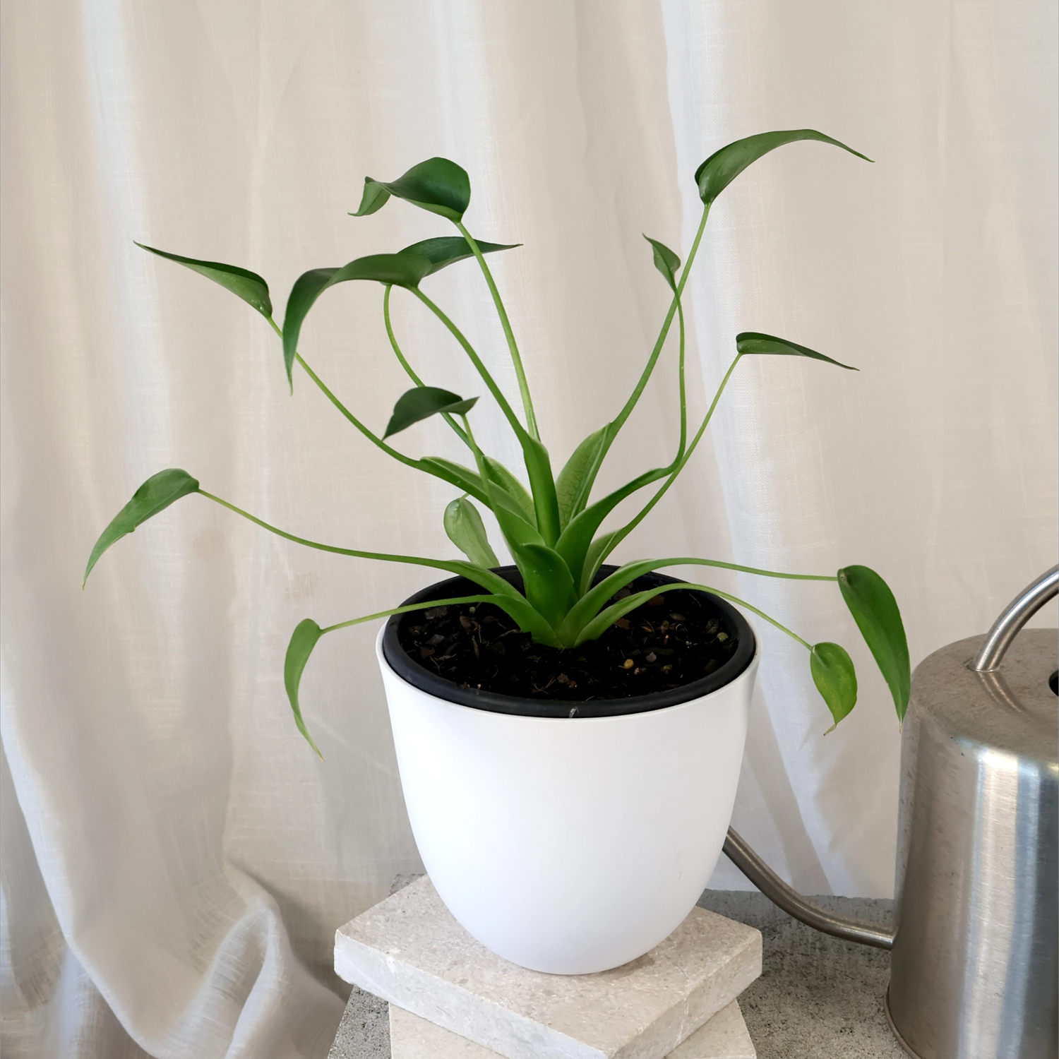 Alocasia Tiny Dancer 130mm