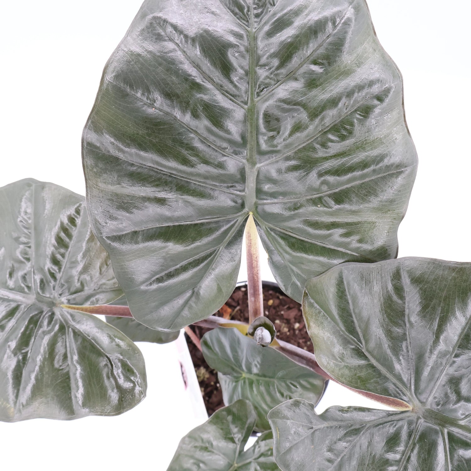 Alocasia Yucatan Princess 125mm