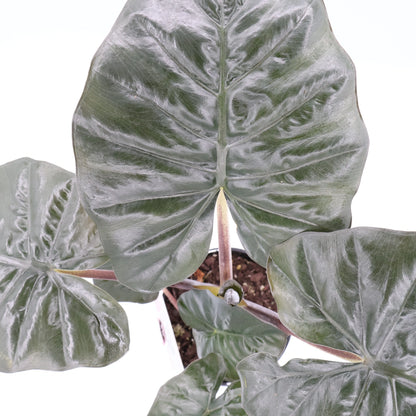 Alocasia Yucatan Princess 125mm