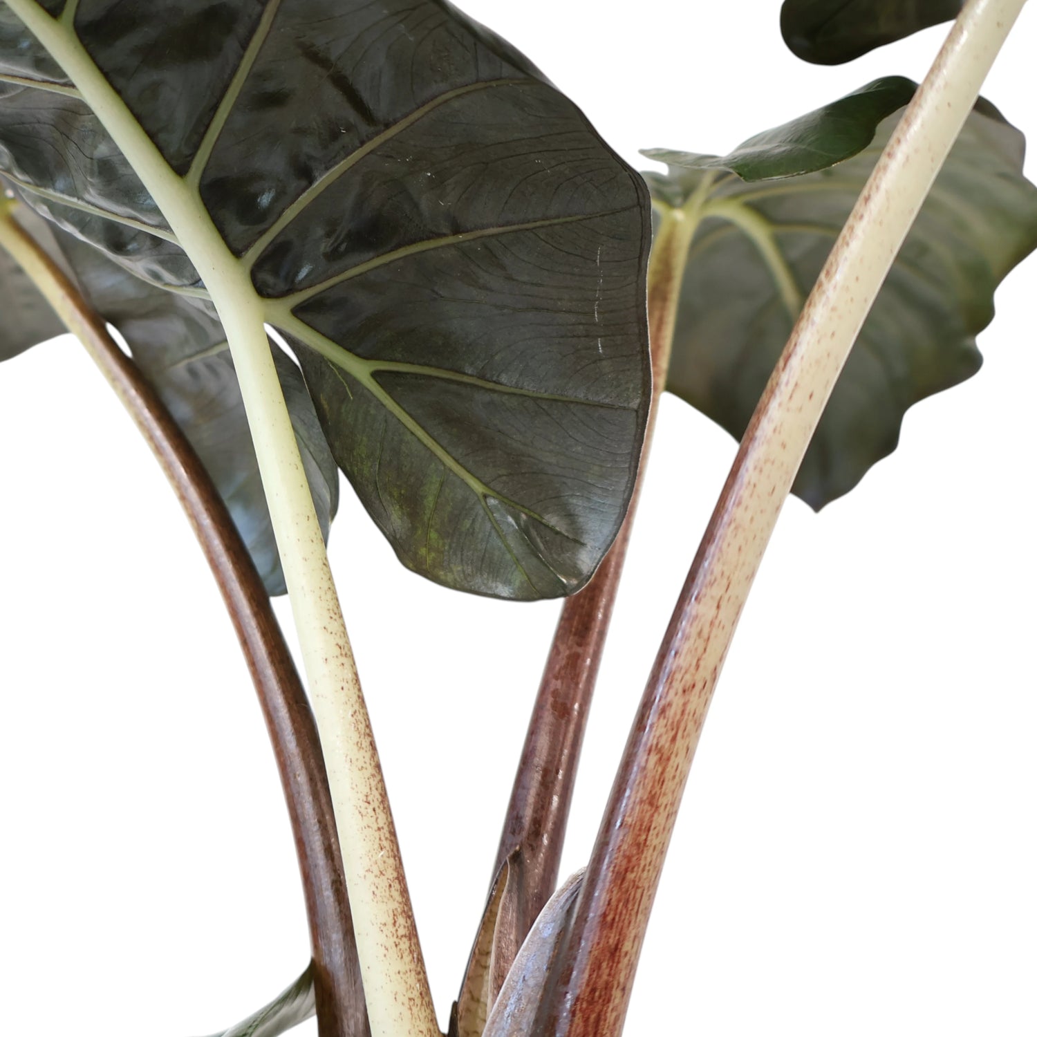Alocasia Yucatan Princess 125mm