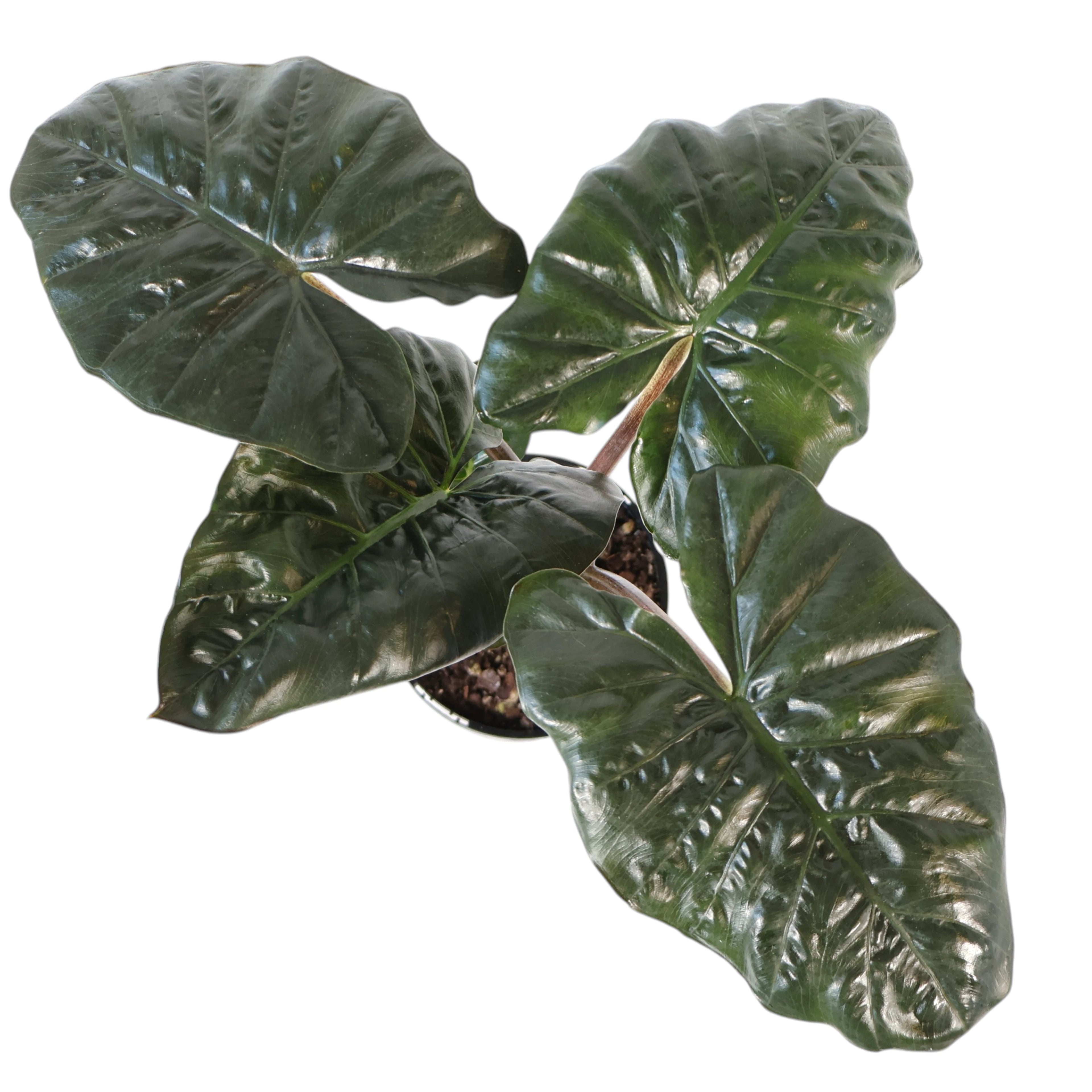 Alocasia Yucatan Princess 125mm