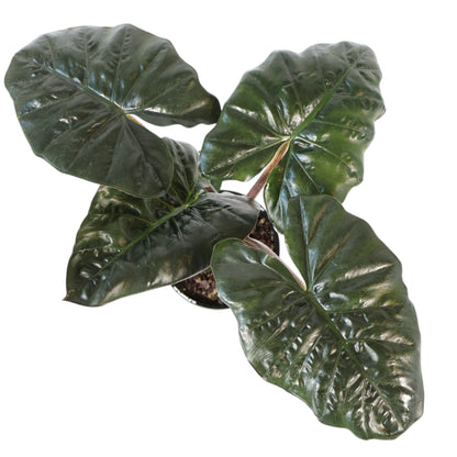 Alocasia Yucatan Princess 125mm