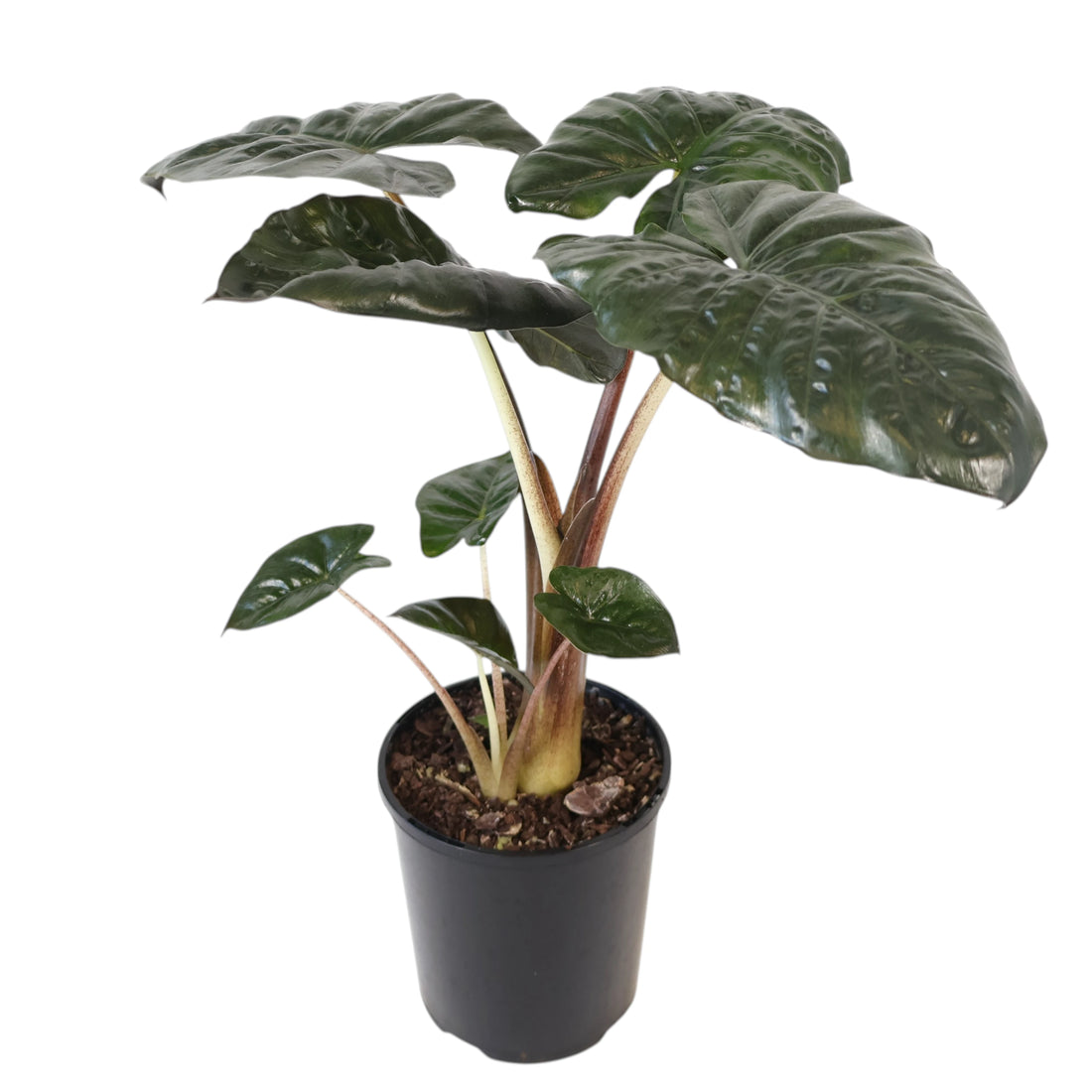 Alocasia Yucatan Princess 125mm