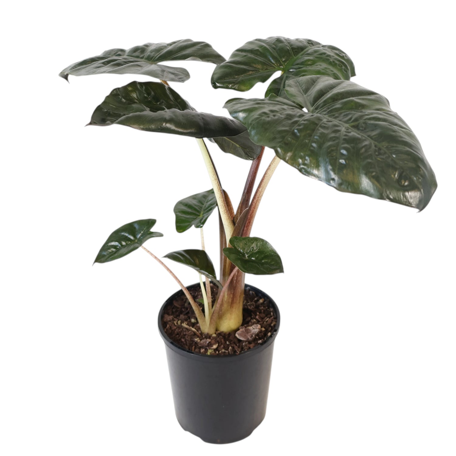 Alocasia Yucatan Princess 125mm