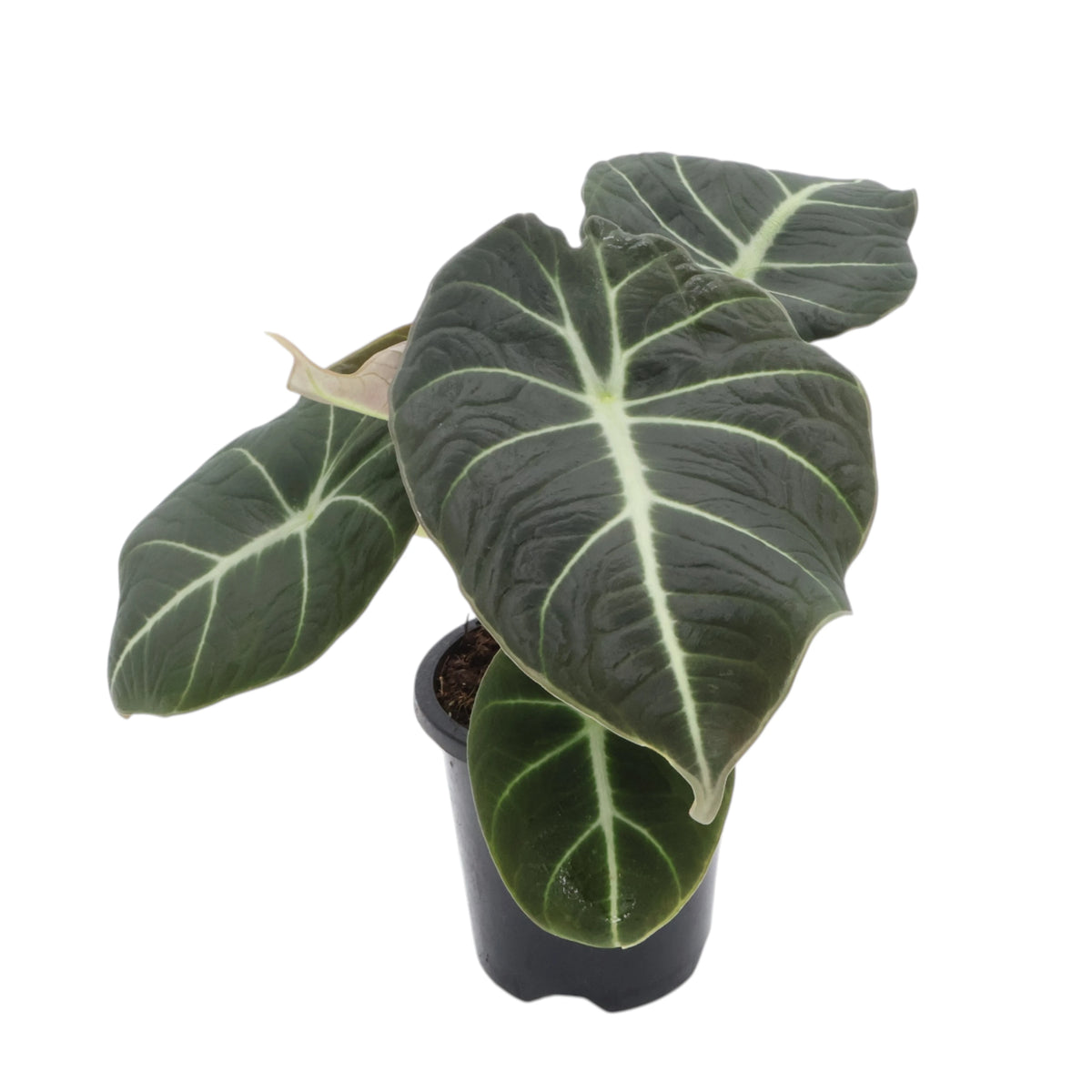 Alocasia Black Velvet 90mm
