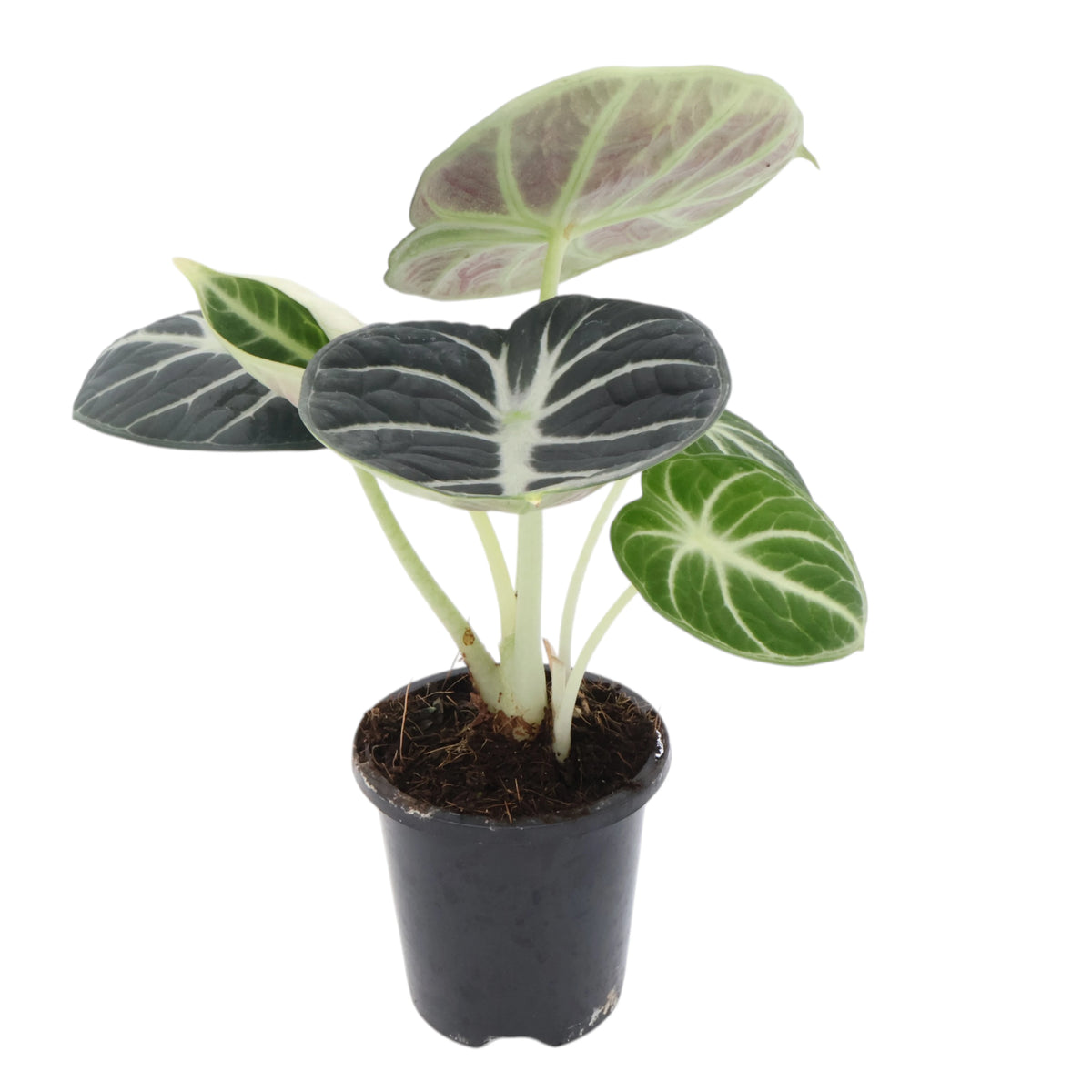 Alocasia Ninja 90mm