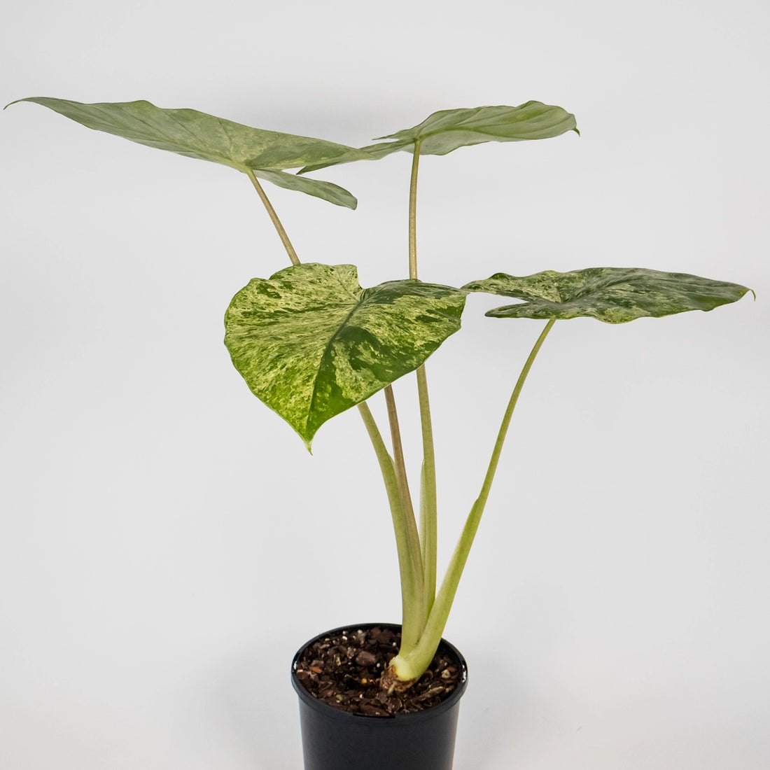 Alocasia Odora Batik 125mm
