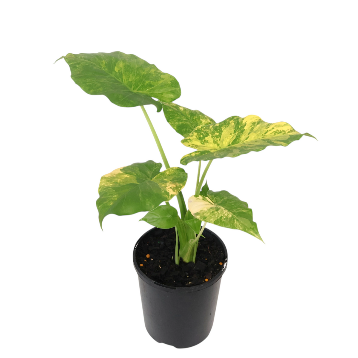 Alocasia odora California Aurea 125mm