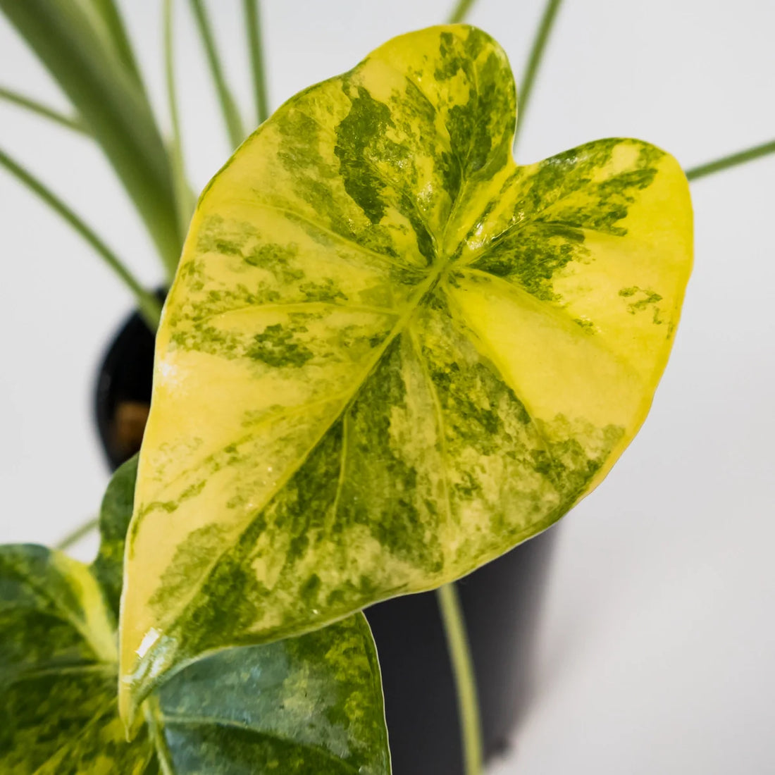 Alocasia odora California Aurea 125mm