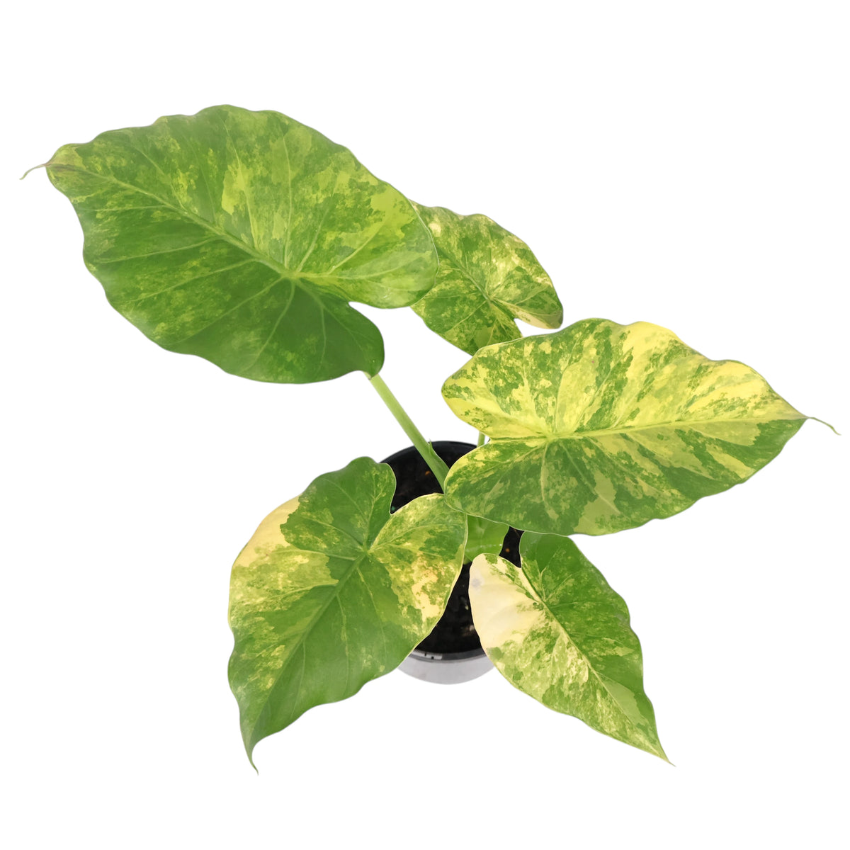 Alocasia odora California Aurea 125mm