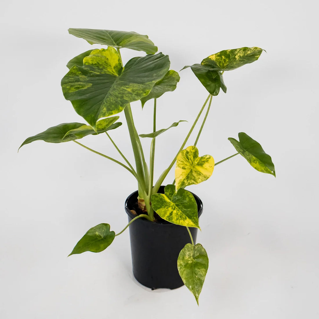 Alocasia odora California Aurea 125mm