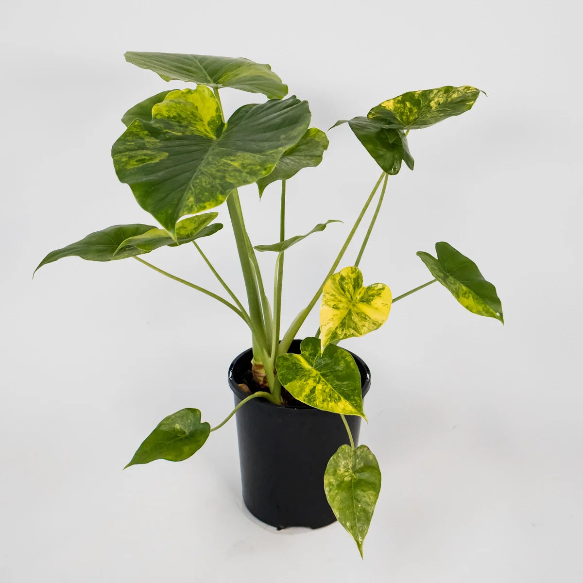 Alocasia odora California Aurea 125mm