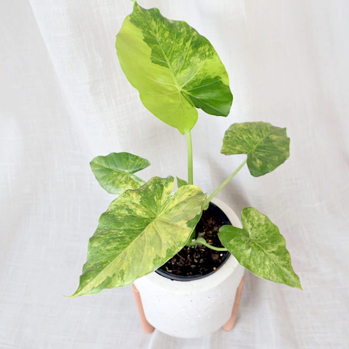 Alocasia odora California Aurea 125mm