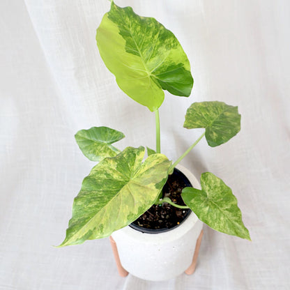 Alocasia odora California Aurea 125mm