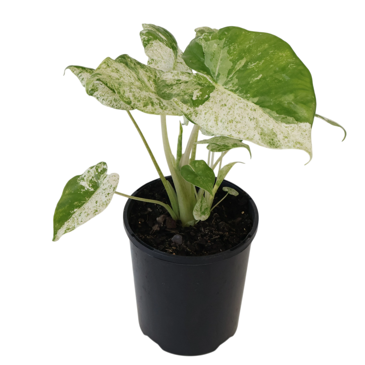 Alocasia Odora Batik 125mm