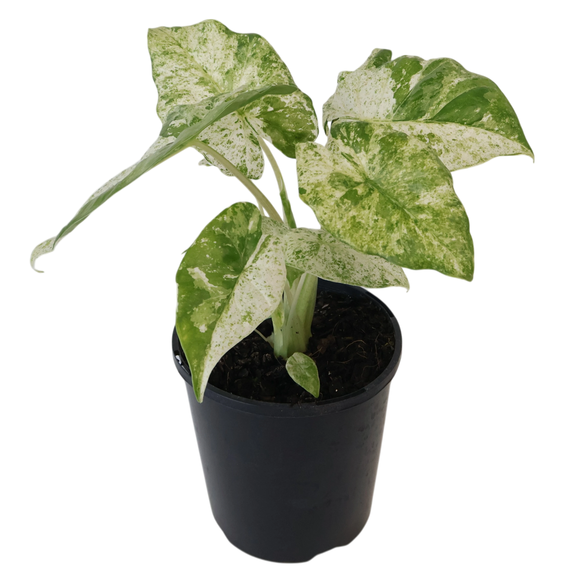 Alocasia Odora Batik 125mm