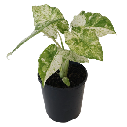Alocasia Odora Batik 125mm