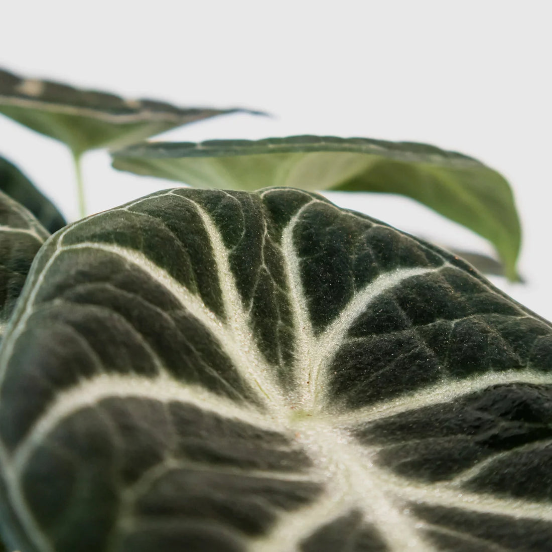 Alocasia reginula Ninja 125mm