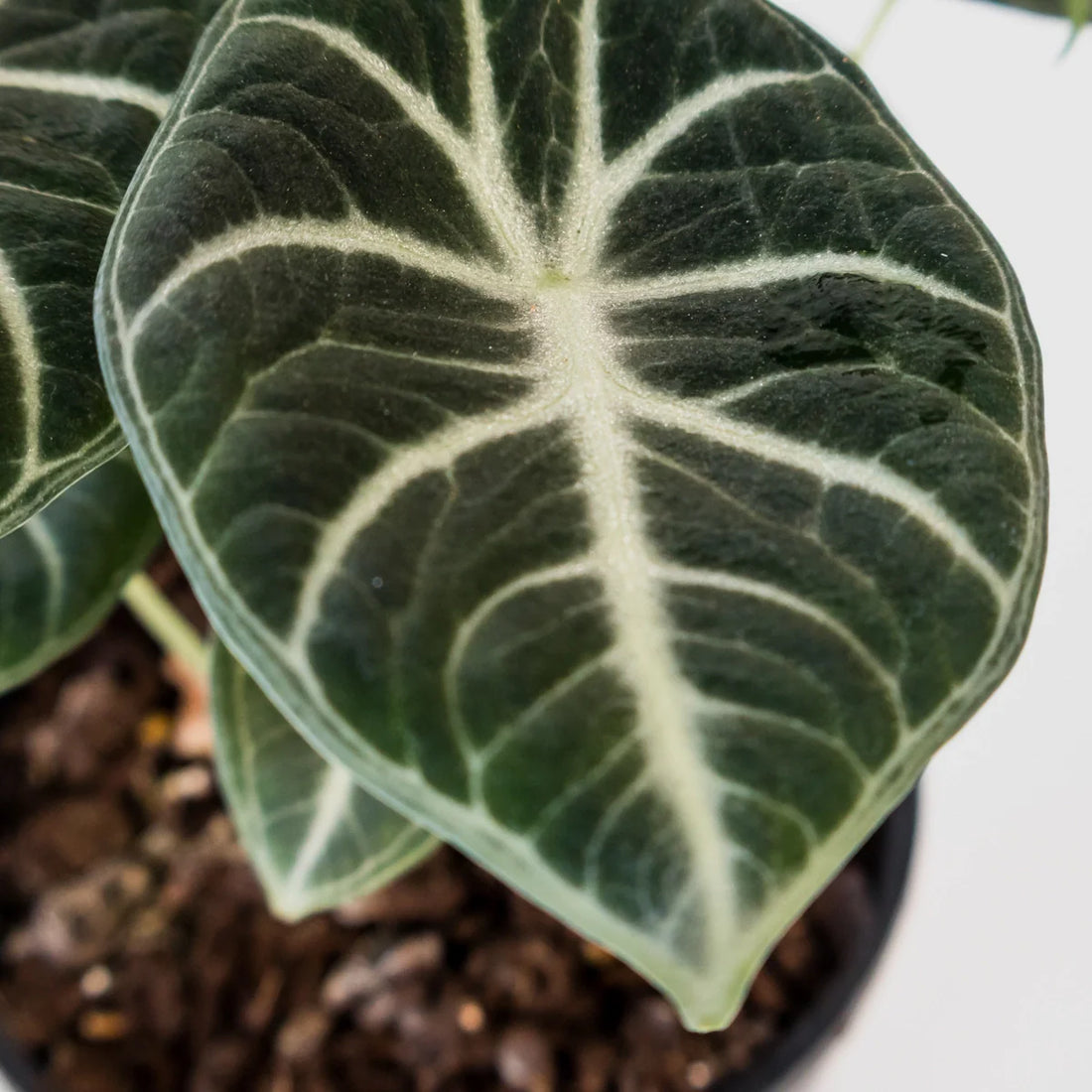 Alocasia reginula Ninja 125mm