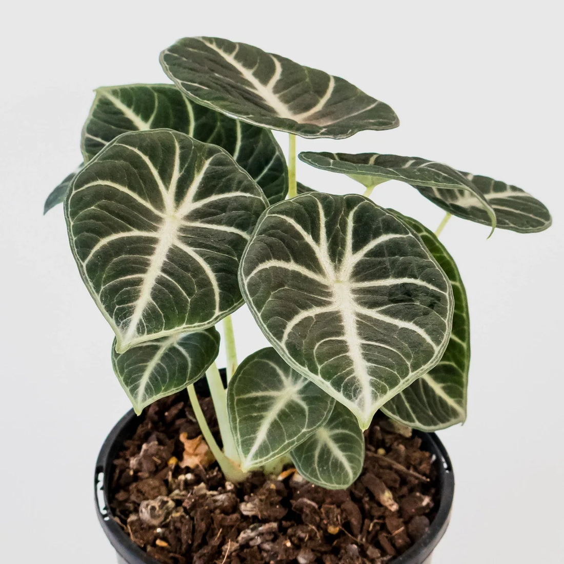 Alocasia reginula Ninja 125mm