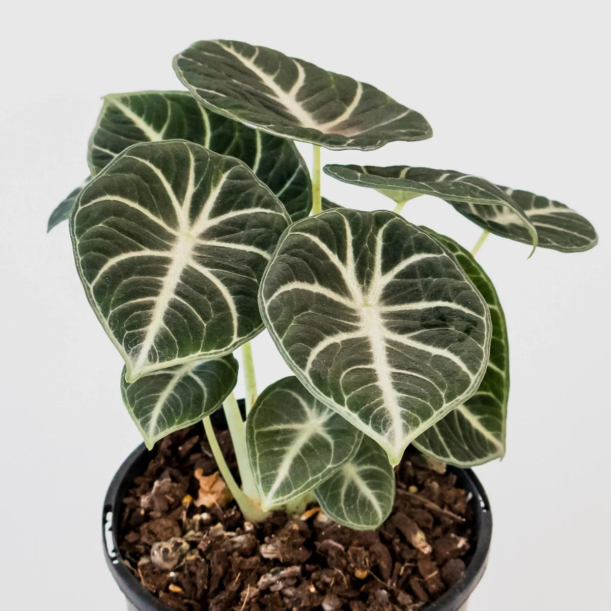 Alocasia reginula Ninja 125mm