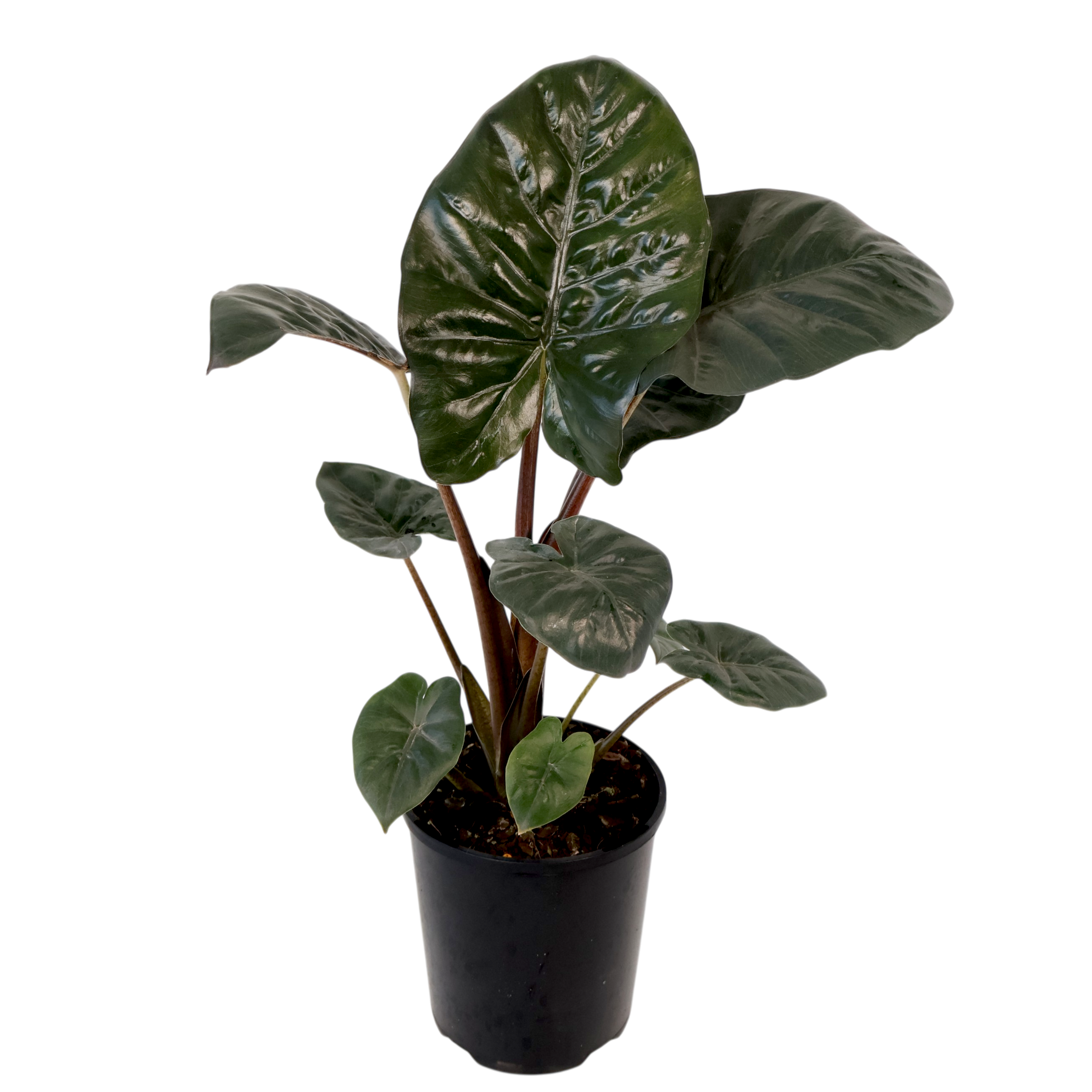 Alocasia Yucatan Princess 125mm