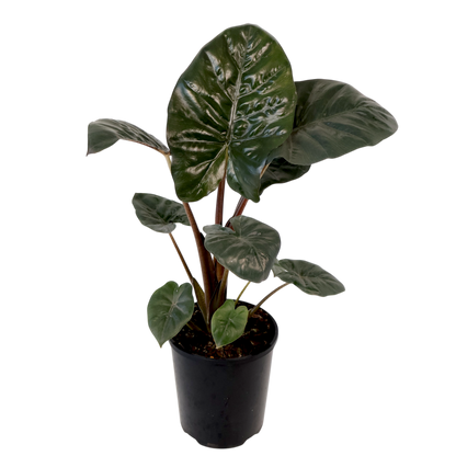Alocasia Yucatan Princess 125mm