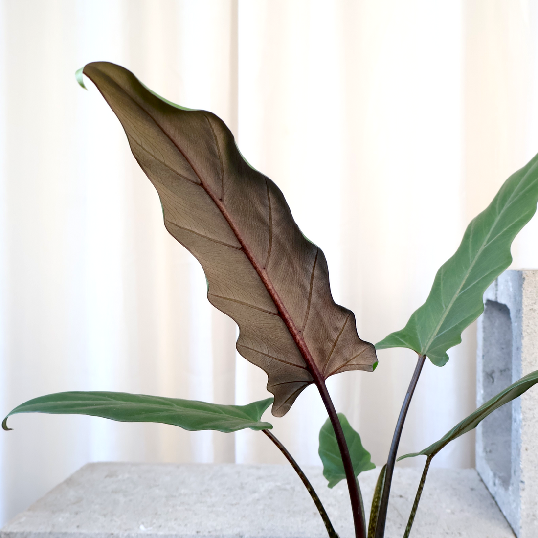 Alocasia Lauterbachiana Purple Sword 125mm