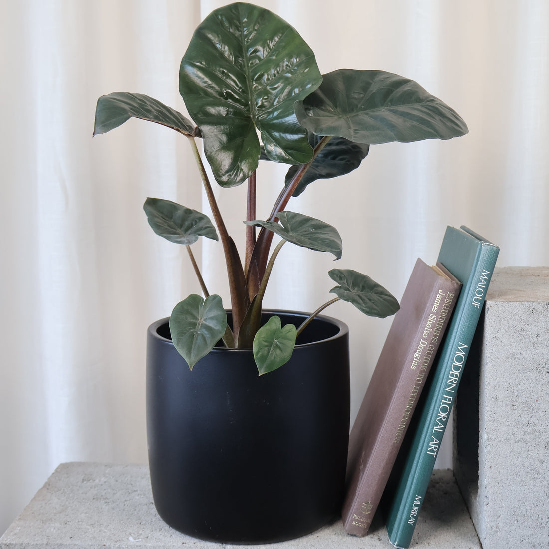Alocasia Yucatan Princess 125mm