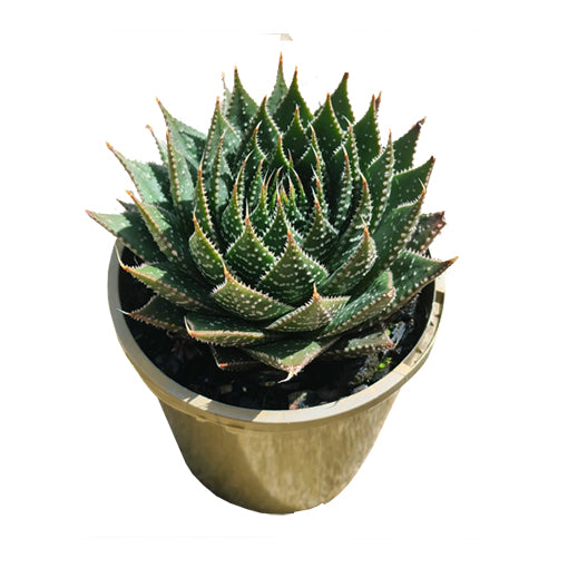 Aloe Ami 100mm
