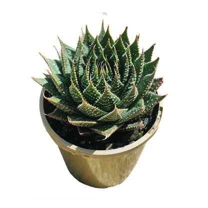 Aloe Ami 100mm